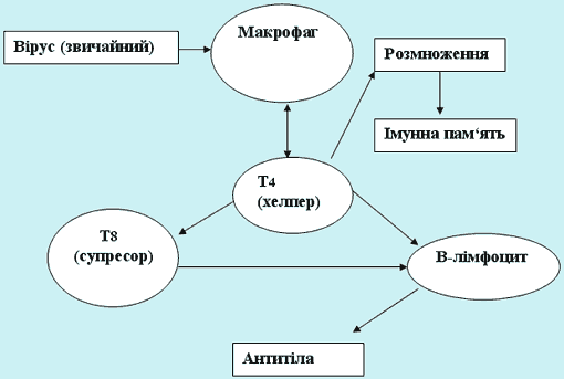 Схема 2. Імунна відповідь організму (у нормі)