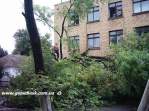 Рухнувшее дерево у треста полностью перекрыло дорогу в Геническе