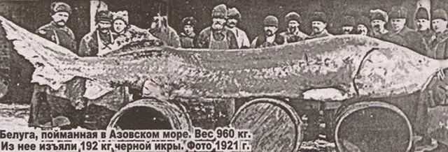 Белуга пойманная в Азовском море в 1921 году. Вес рыбины 960 кг., из нее изъяли 280 кг. икры