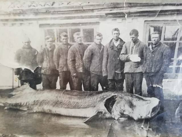 Гигантских размеров рыбы некогда водились в Азовском море