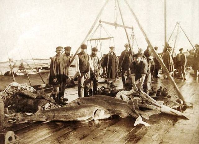 Добыча рыбы в Азовском море