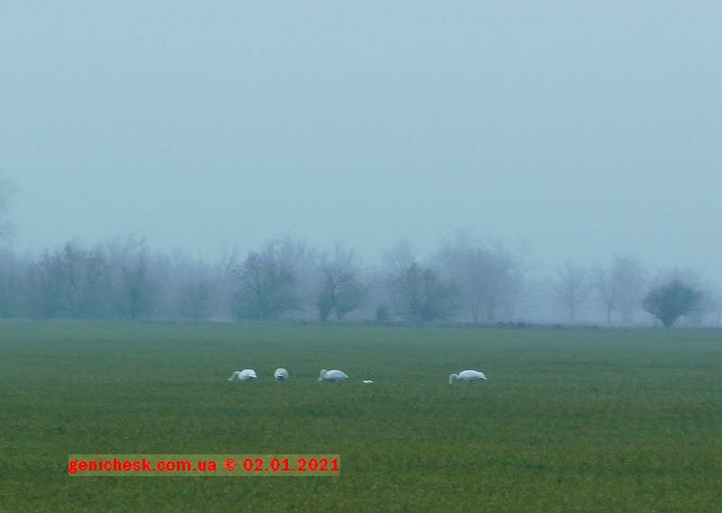Генический район. Лебеди пасутся на полях с озимыми